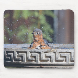Bathing Bluebird Musmatta