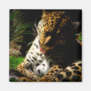 Bathing Leopard Magnet