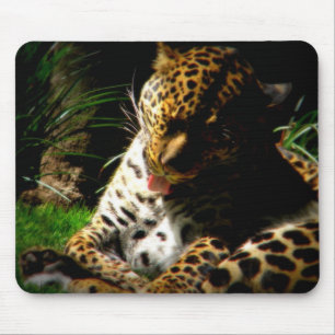 Bathing Leopard Musmatta