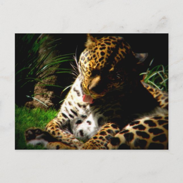 Bathing Leopard Vykort (Framsida)
