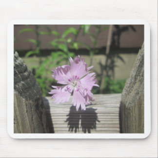 Baths Rosa Dianthus on Fence Musmatta
