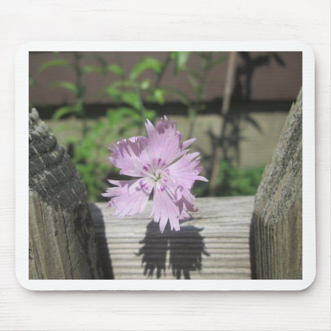 Baths Rosa Dianthus on Fence Musmatta (Framsidan)