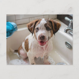 Bathtime Puppy in Sink Postcard Vykort