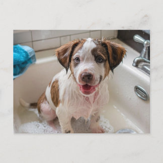Bathtime Puppy in Sink Postcard Vykort