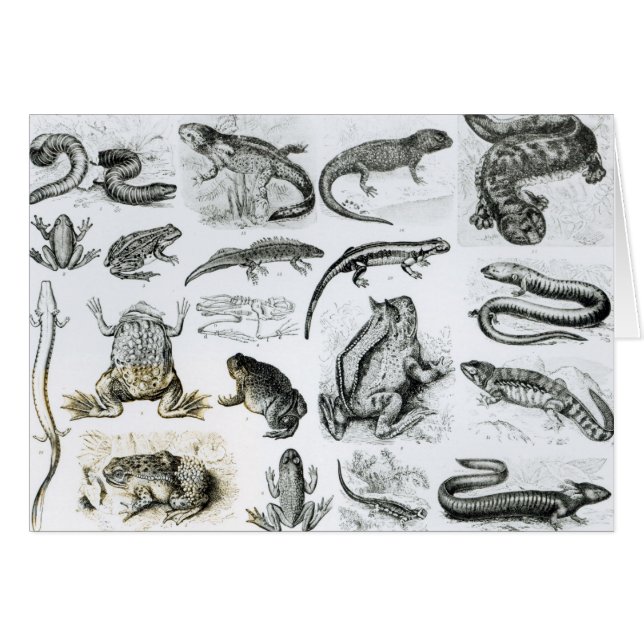 Batrachians och andra Amphibia Hälsningskort (Framsidan Horizontal)