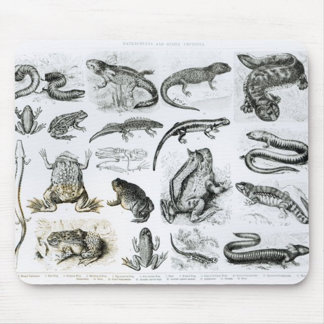 Batrachians och andra Amphibia Musmatta (Framsidan)