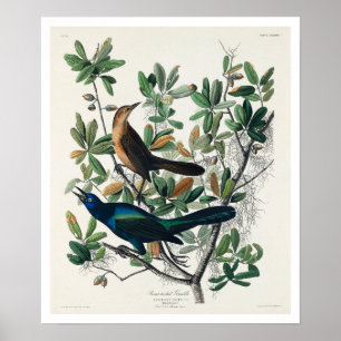 Båtskäggig räl av Audubon Poster