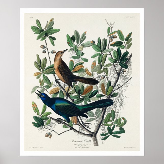 Båtskäggig räl av Audubon Poster (Framsidan)