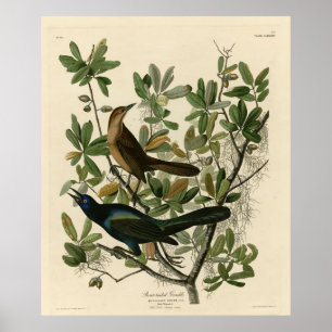 Båtstjärtad berggrund - Audubon's Birds of America Poster