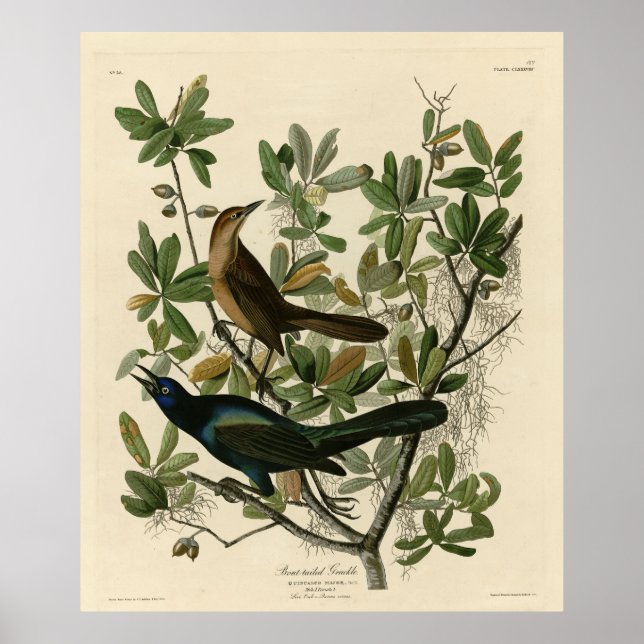 Båtstjärtad berggrund - Audubon's Birds of America Poster (Framsidan)