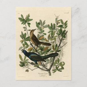 Båtstjärtad berggrund - Audubon's Birds of America Vykort