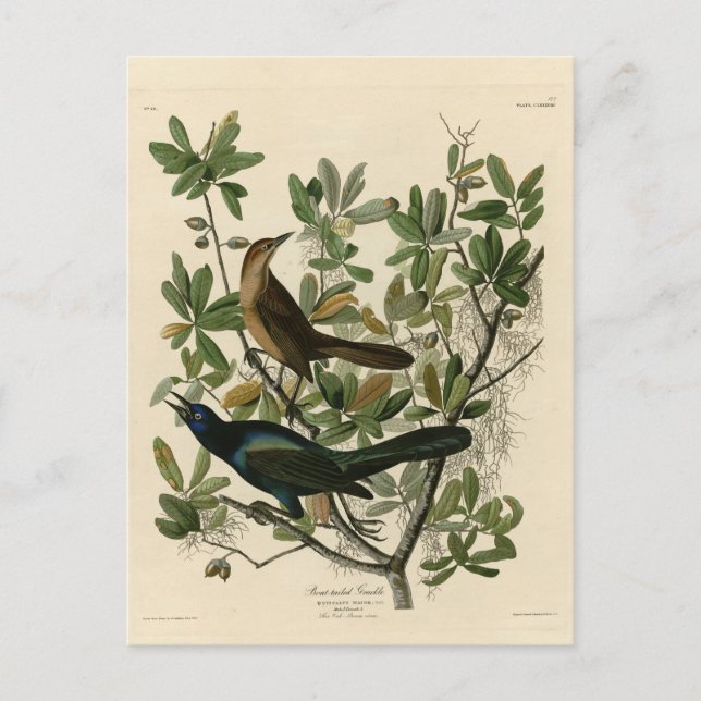 Båtstjärtad berggrund - Audubon's Birds of America Vykort (Framsida)