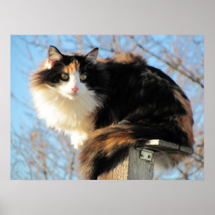 Bättre beskåda Calicokattfotoet Poster