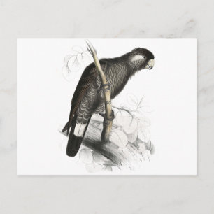 Baudins Cockatoo av Edward Lear Vykort