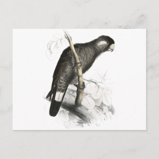 Baudins Cockatoo av Edward Lear Vykort