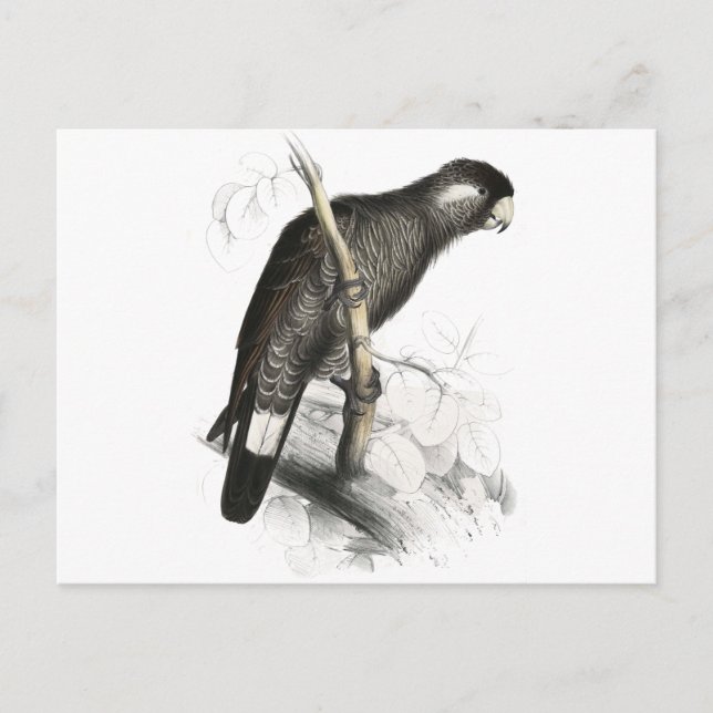 Baudins Cockatoo av Edward Lear Vykort (Framsida)