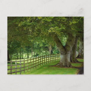 Baumallee in Irland Postkarte Vykort