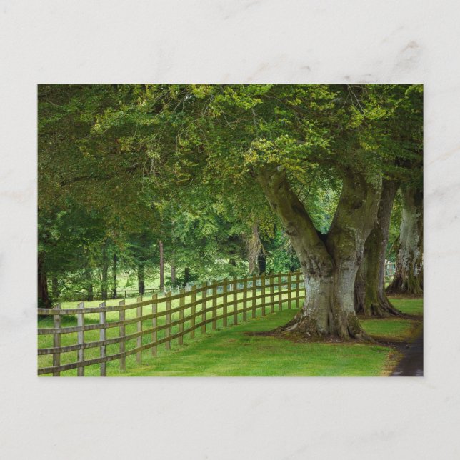 Baumallee in Irland Postkarte Vykort (Framsida)