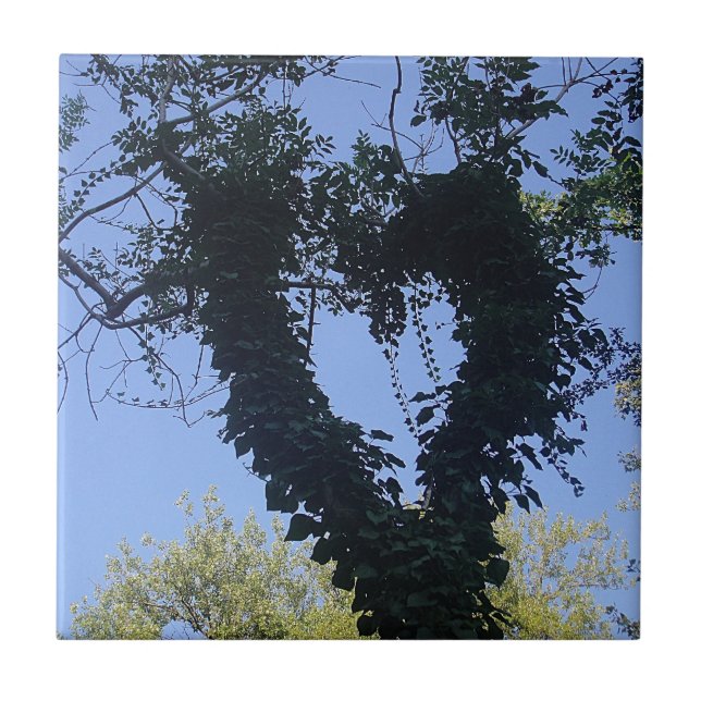 Baumherz Kakelplatta (Framsidan)