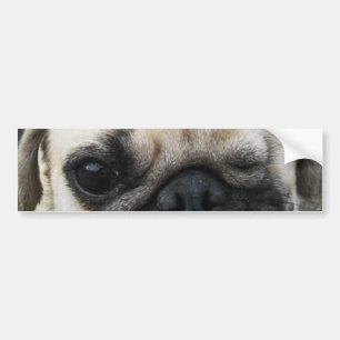 Bauwk ... Pug Hund ... か わ い い 子 犬 Bildekal
