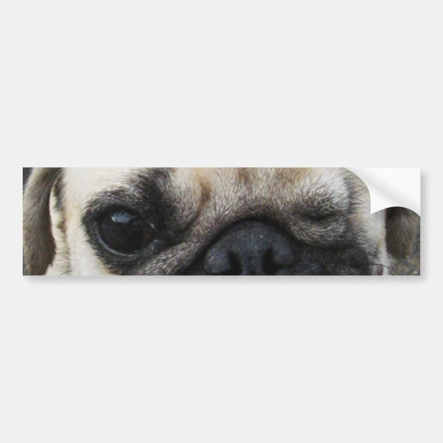 Bauwk ... Pug Hund ... か わ い い 子 犬 Bildekal (Framsidan)