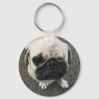 Bauwk ... Pug Hund ... か わ い い 子 犬