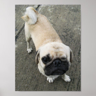 Bauwk ... Pug Hund ... か わ い い 子 犬 Poster