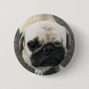 Bauwk ... Pug Hund ... Thailand Knapp