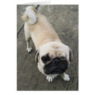 Bauwk ... Soi Hund, Thailand-kort Hälsningskort