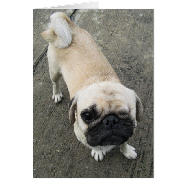 Bauwk ... Soi Hund, Thailand-kort Hälsningskort (Framsidan)