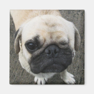 Bauwk ... Soi Hund, Thailand Magnet