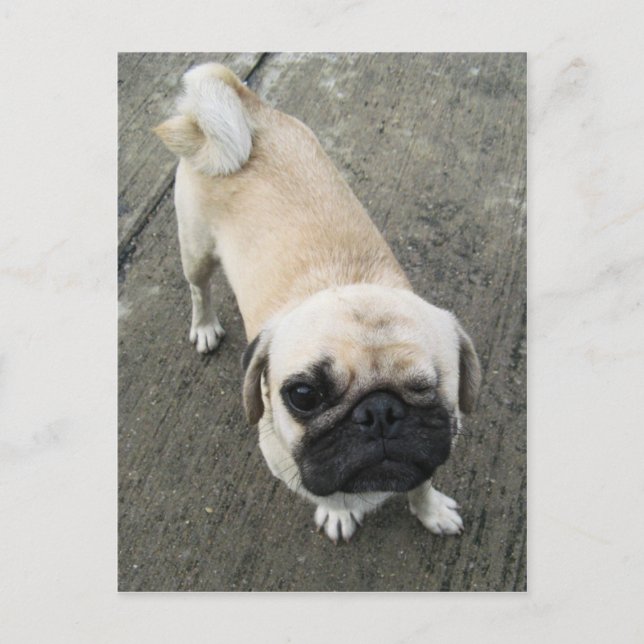 Bauwk ... Soi Hund, Thailand Vykort (Framsida)