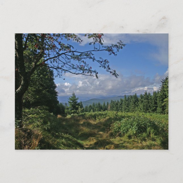 Bavarian Forest Postcard Vykort (Framsida)