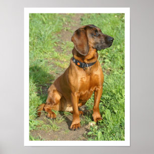 Bavarian Mountain Sitta i Grass Poster