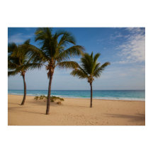 Bavaro Beach, Dominikanska republiken Coconut Träd
