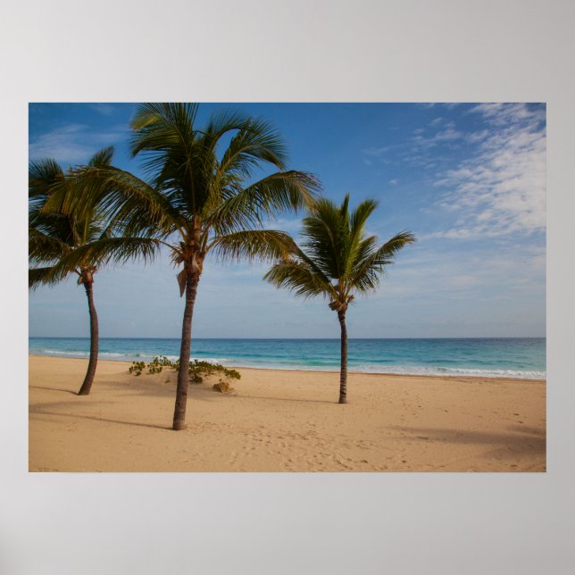 Bavaro Beach, Dominikanska republiken Coconut Träd Poster (Framsidan)