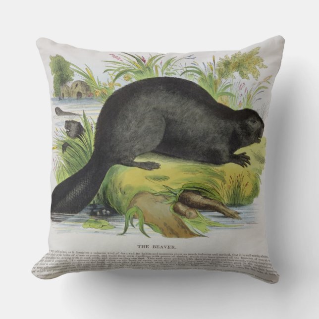 Bäver, bilda illustrationpub. vid set kudde (Framsida)