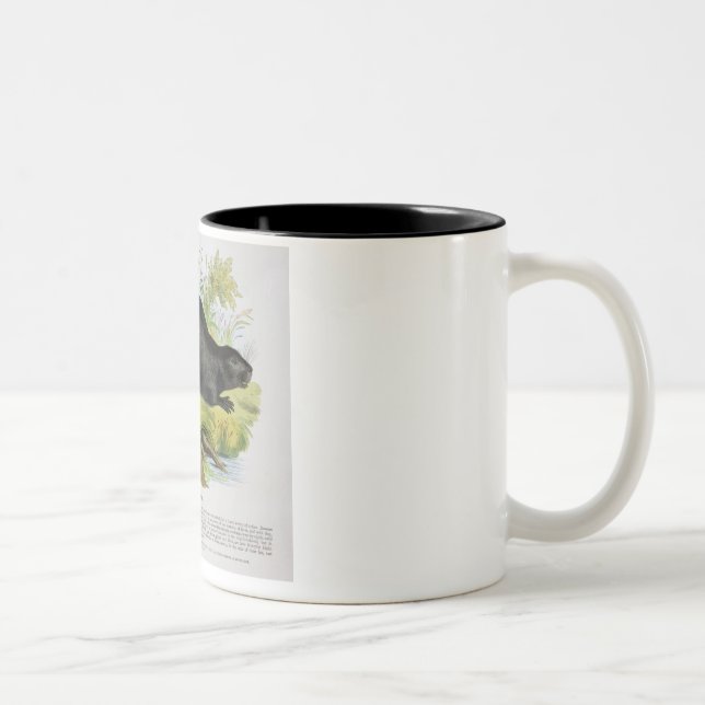 Bäver, bilda illustrationpub. vid set Två-Tonad mugg (Höger)