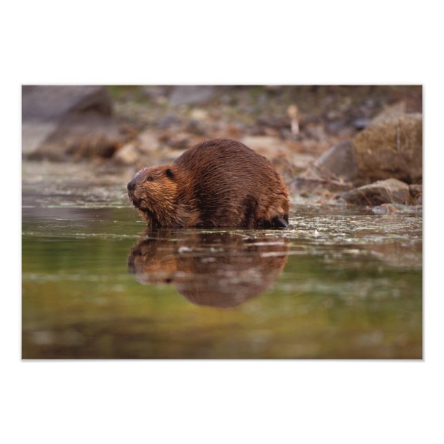 bäver, Castor canadensis, simmar Fototryck (Framsidan)