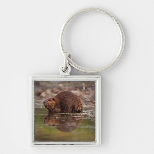 bäver, Castor canadensis, simmar Fyrkantig Silverfärgad Nyckelring (Framsidan)