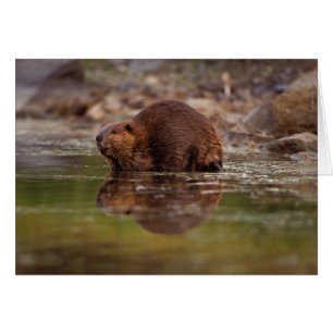 bäver, Castor canadensis, simmar Hälsningskort