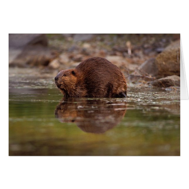 bäver, Castor canadensis, simmar Hälsningskort (Framsidan Horizontal)