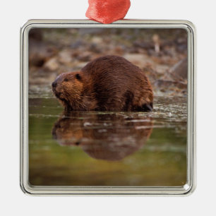 bäver, Castor canadensis, simmar Julgransprydnad Metall