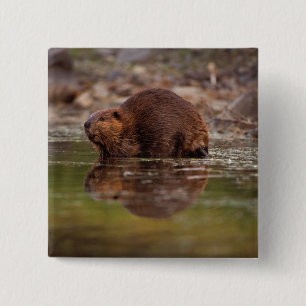 bäver, Castor canadensis, simmar Knapp