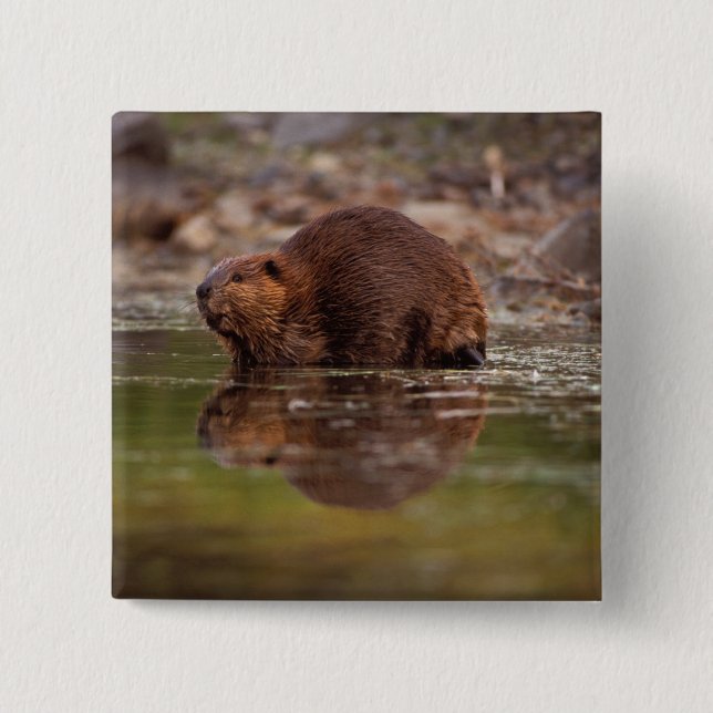 bäver, Castor canadensis, simmar Knapp (Framsida)
