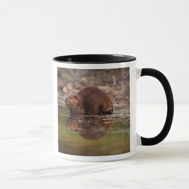 bäver, Castor canadensis, simmar Mugg (Höger)