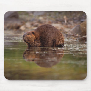 bäver, Castor canadensis, simmar Musmatta