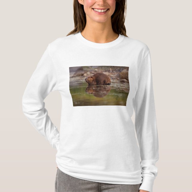 bäver, Castor canadensis, simmar T-shirt (Framsida)