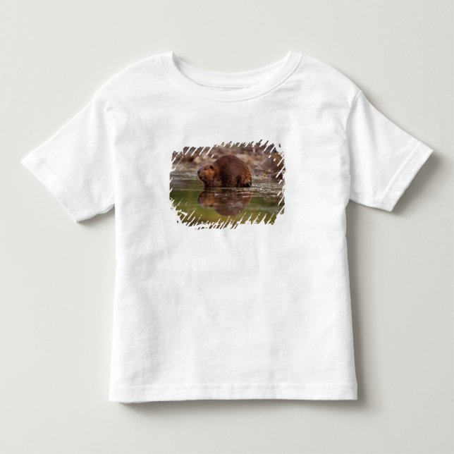 bäver, Castor canadensis, simmar Tee Shirt (Framsida)