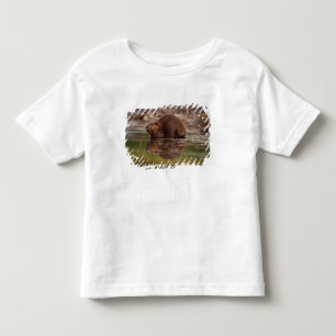 bäver, Castor canadensis, simmar Tröja